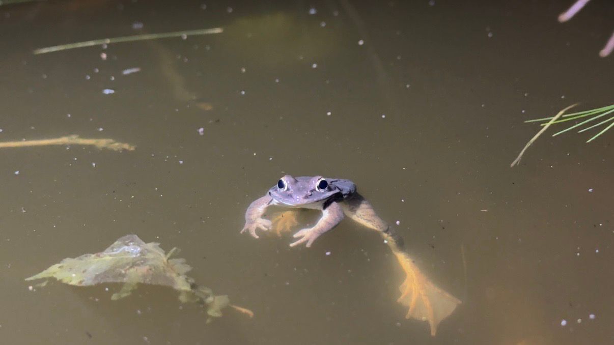 A frog eyes a Spectrum News reporter. (Spectrum News/Natalie Mooney)
