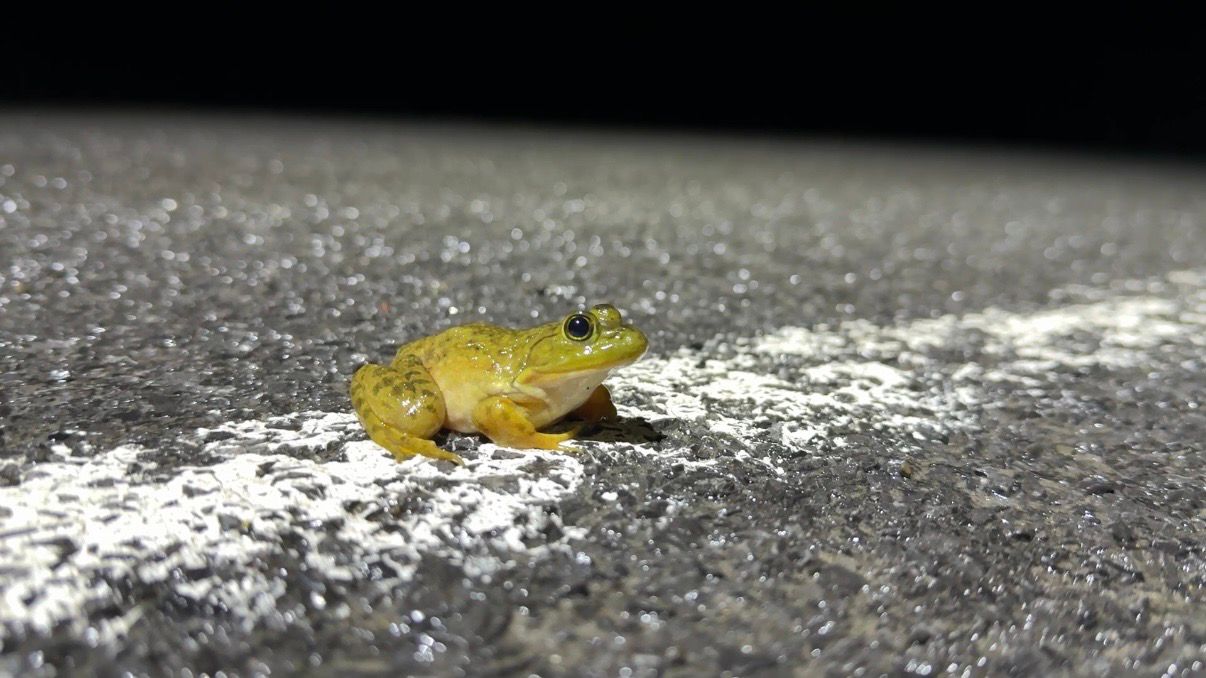 Volunteers brave dark, rainy nights to save migrating amphibians