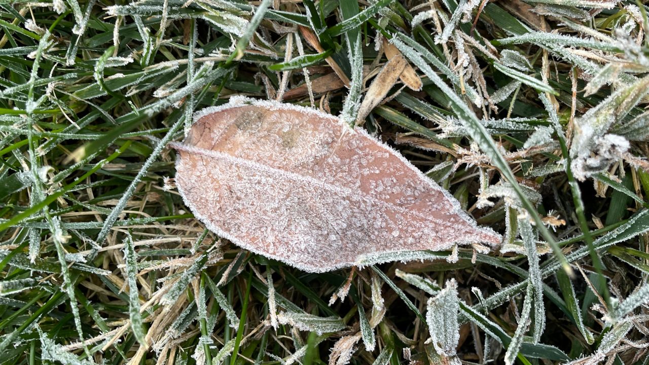 Frost on a tree