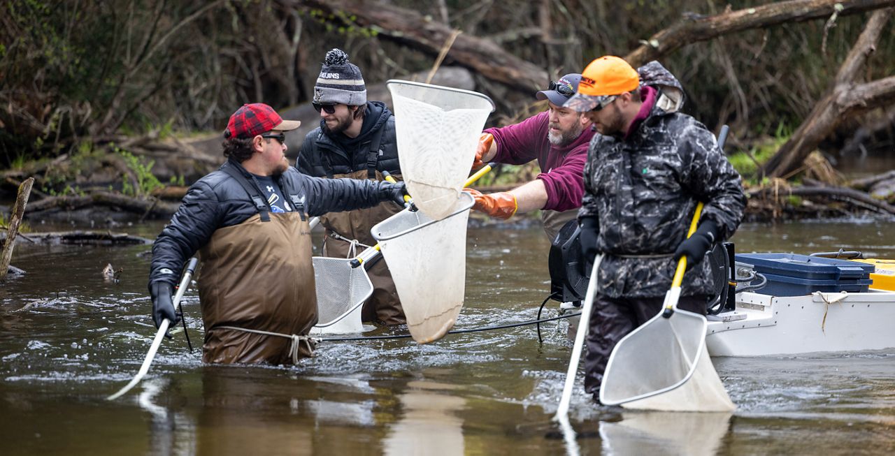 FVTC students, in cooperation with the Wisconsin DNR, conducted a trout population assessment on Radley Creek in Waupaca. (Fox Valley Technical College/Gary Brilowski)