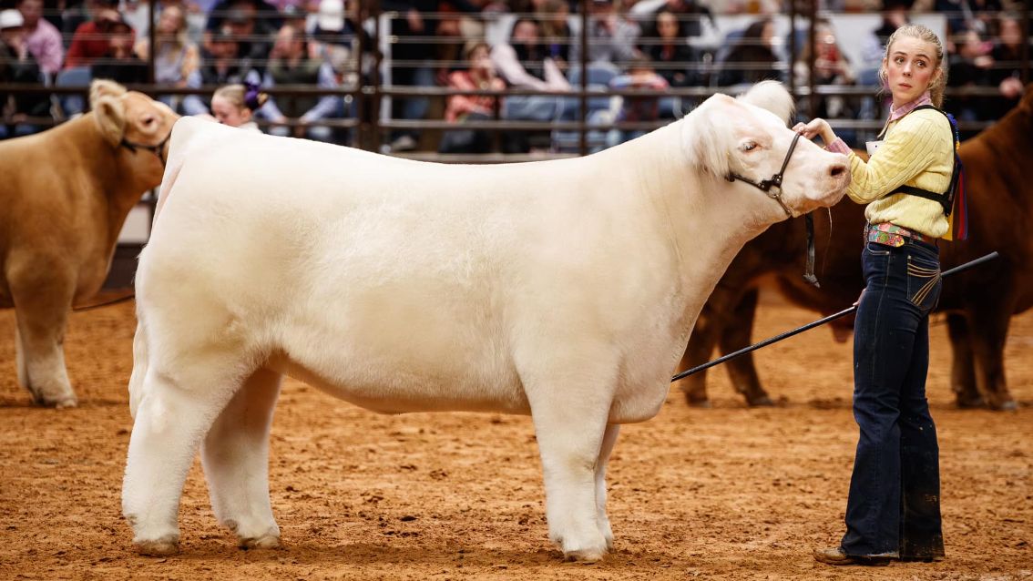 Champion steer sells for $340K at Fort Worth Stock Show