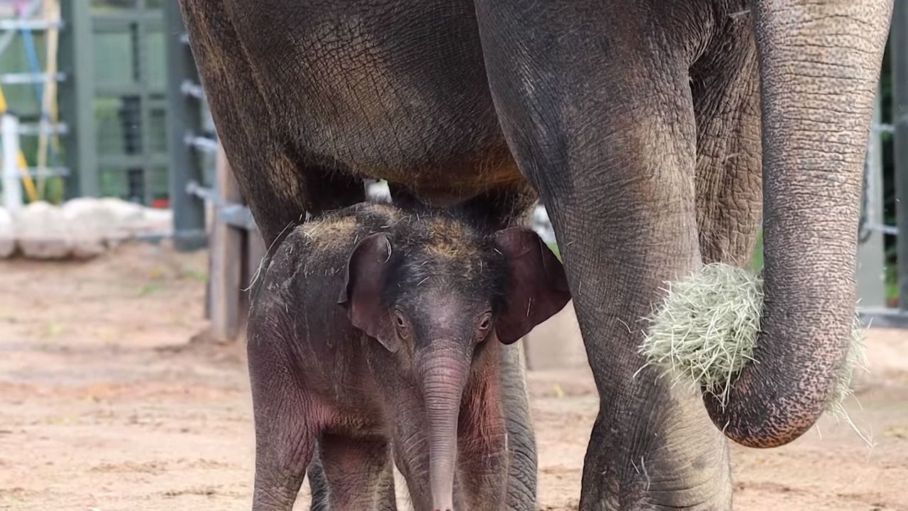 Fort Worth Zoo Welcomes Baby Elephant, Brazos - Fort Worth Magazine