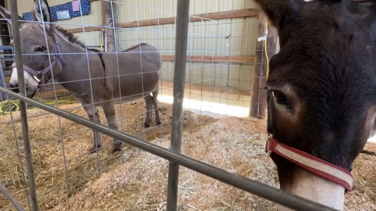 The Farmington Fair runs through Sept. 21. (Spectrum News/Matthew Jaroncyk)