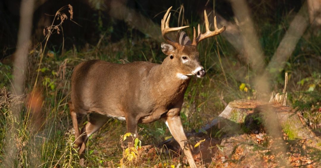 Deer walking in the woods