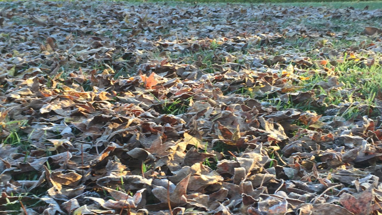 Frosty leaves