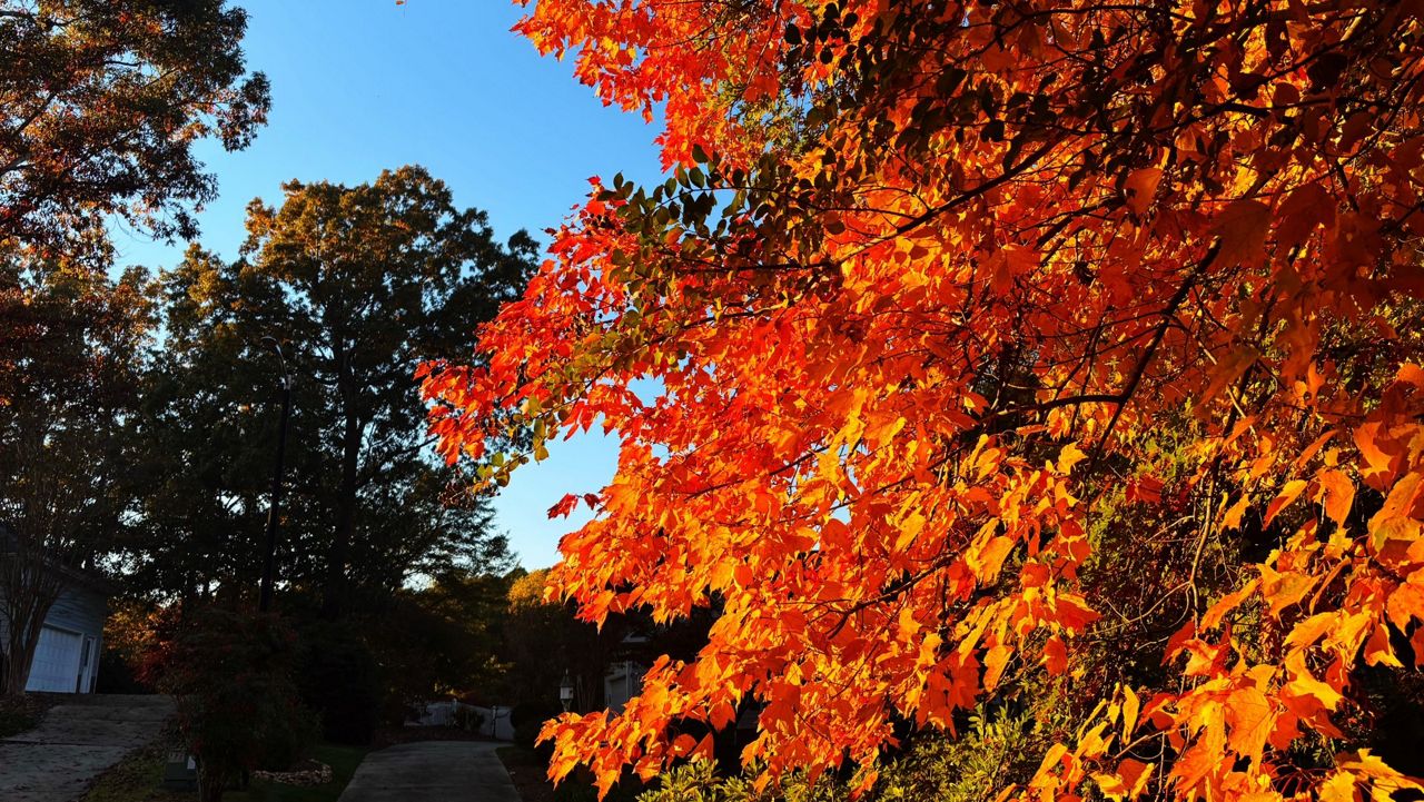 Fall leaf color could be affected by spring drought