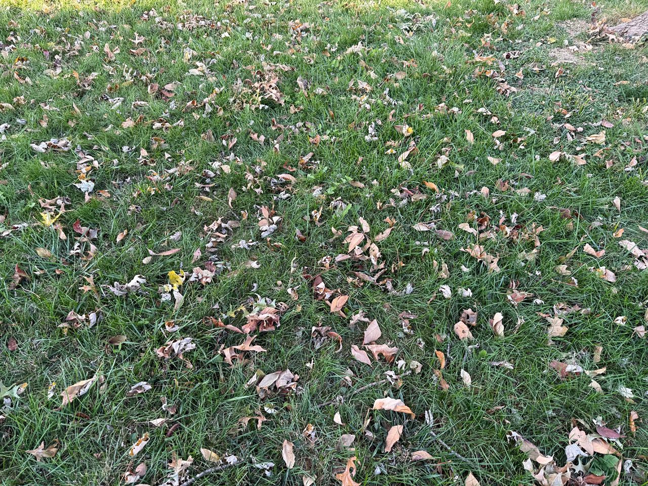 পচা পাতা: উপহার যা দিতে থাকে