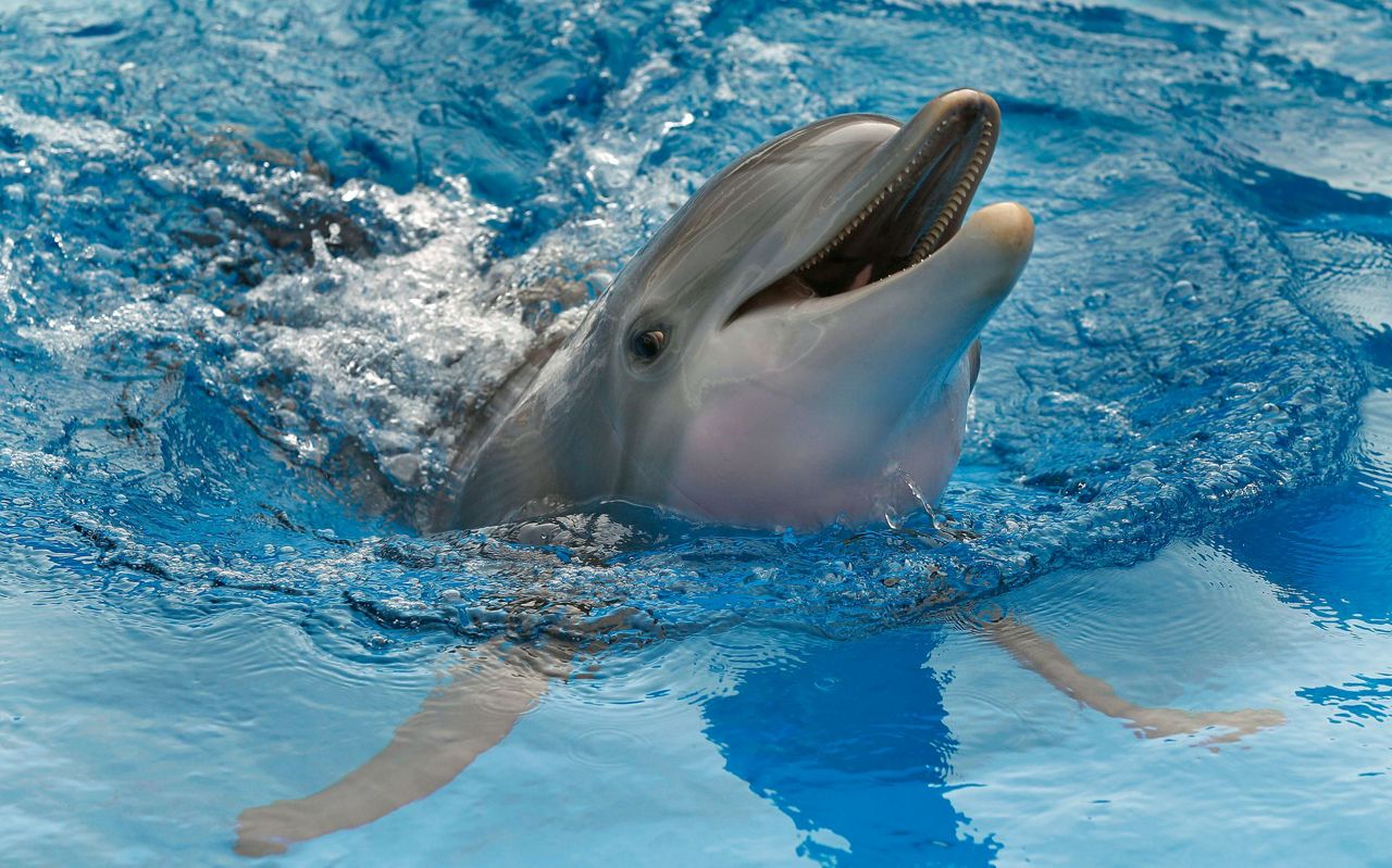 Ashes of Winter the movie star dolphin released into Gulf