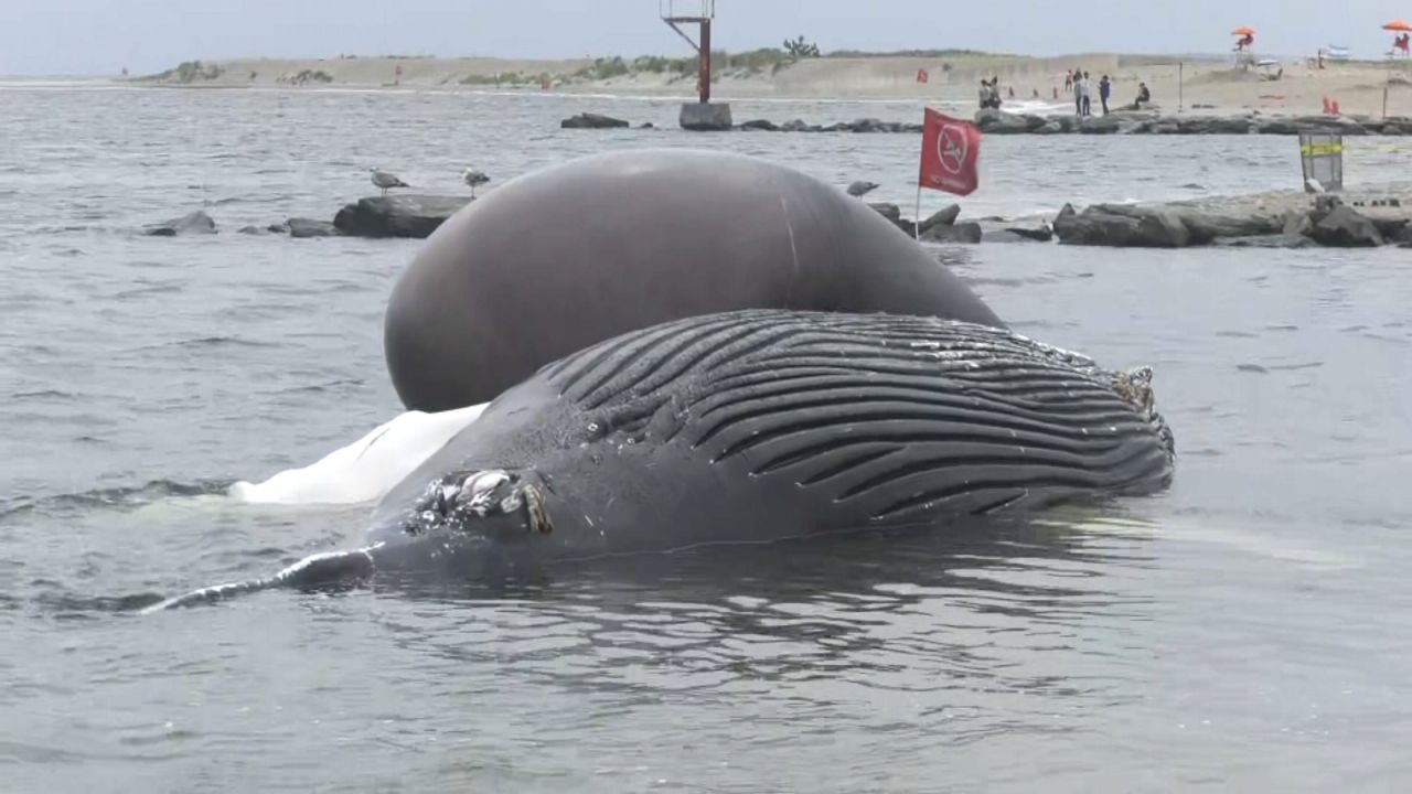 A dead humpback whale was found on the shore of Rockaway Beach Friday evening. In this photo, the whale is pictured.