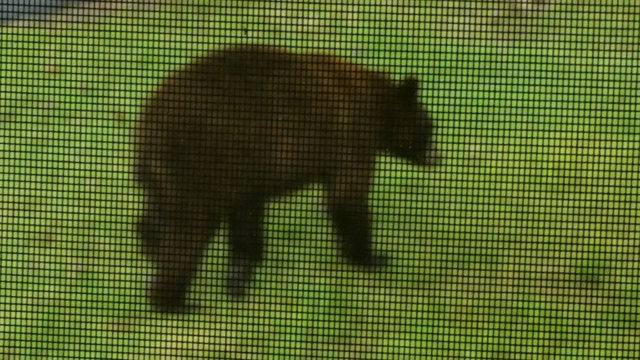 Black bear spotted in a yard near Festus, Mo. (Photo Credit: Ken Bins/Facebook)