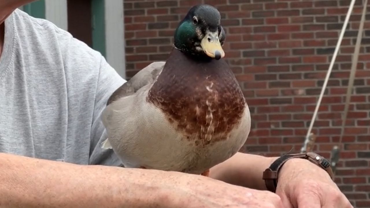 A duck sits takes in the sights of the Maine Fiddlehead Festival, marking the unofficial start of the farmers market season. (Spectrum News/Matthew Jaroncyk)