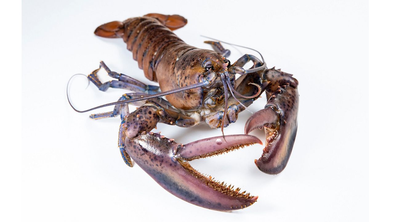 Lobsters such as fig, born with a purple shell, are rare and interesting, but scientists still aren't entirely sure why such odd coloring occurs. The University of New England is embarking on a new study to explore the genetics of oddly-colored lobsters. (Markus Frederich via University of New England)