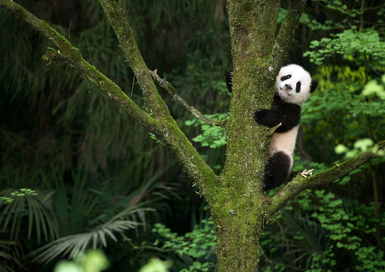 Kristen Bell narrates cuddly IMAX documentary 'Pandas'