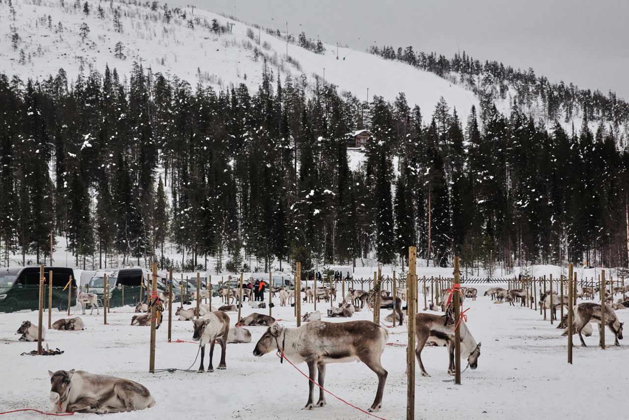 Reindeer racing thrills spectators in Finland's frigid north near the ...