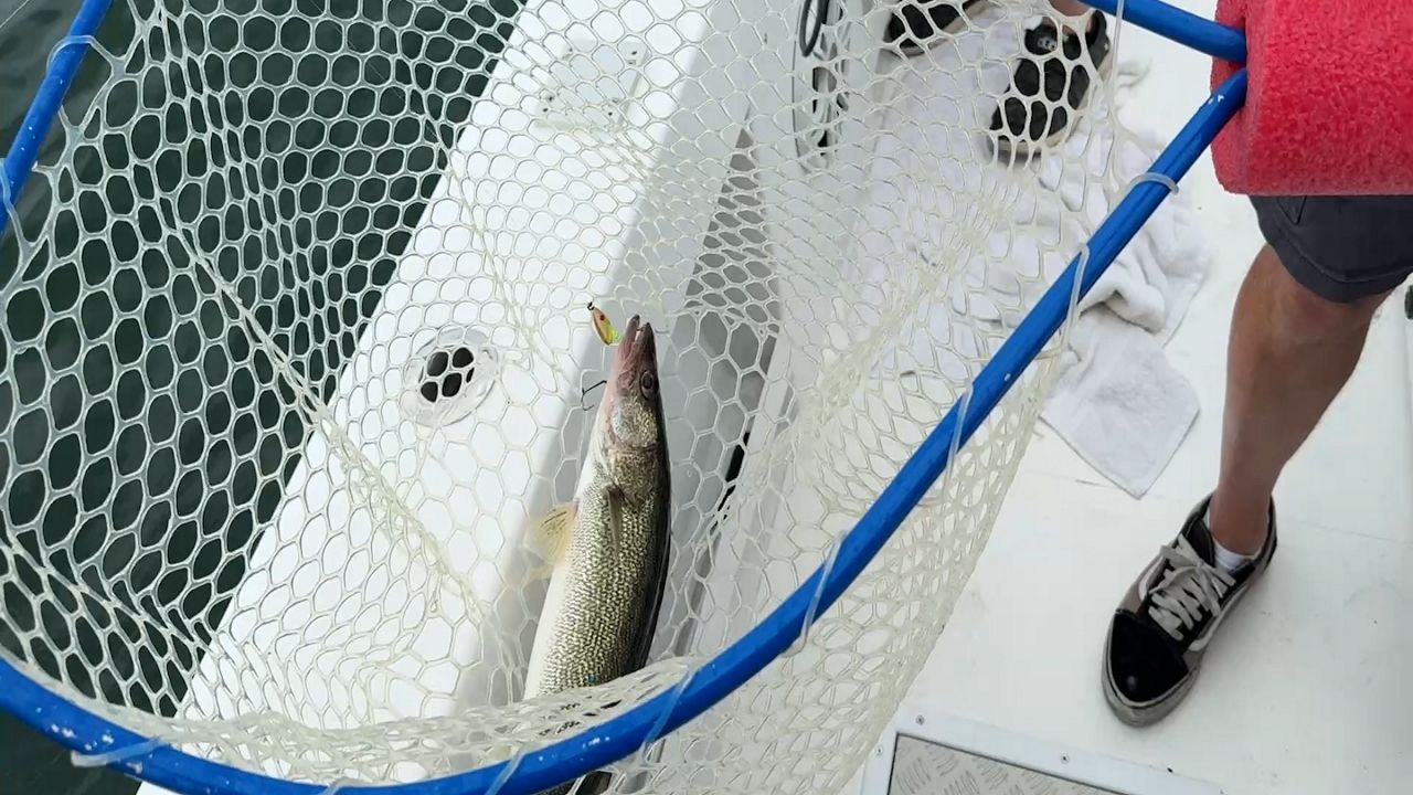 Walleye, like most fish in Lake Erie, is safe to consume in one meal per week. 