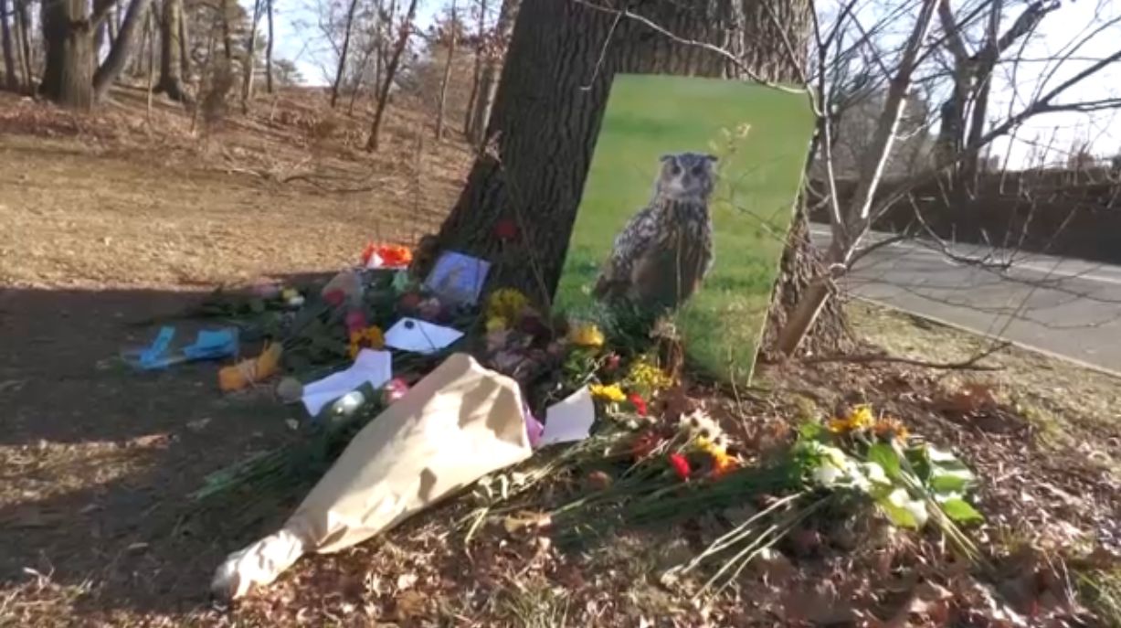 Tragic Update: Central Park Owl Flaco’s Death Caused by Traumatic Injury