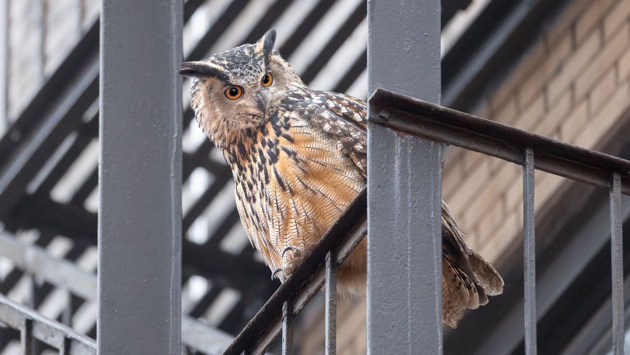 Flaco, the Popular Central Park Zoo Owl Who Took to the Streets, Marks One Year of Freedom