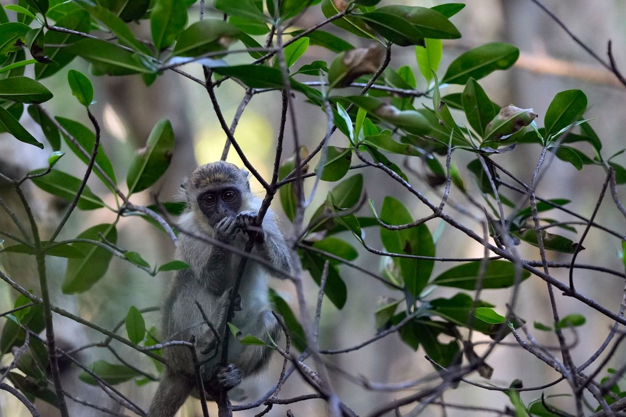 Celebrities: Monkeys near Florida airport delight visitors