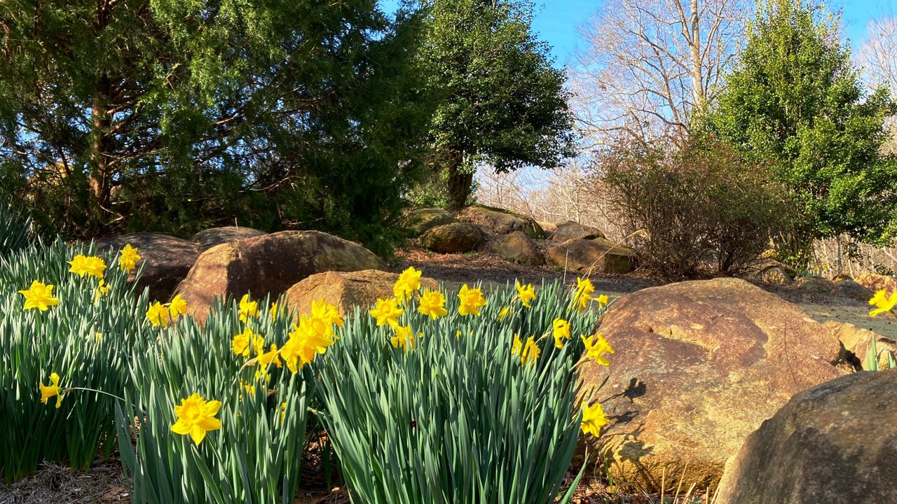 Spring flowers