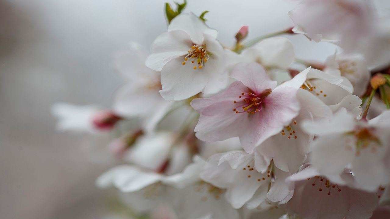 Cherry Blossoms