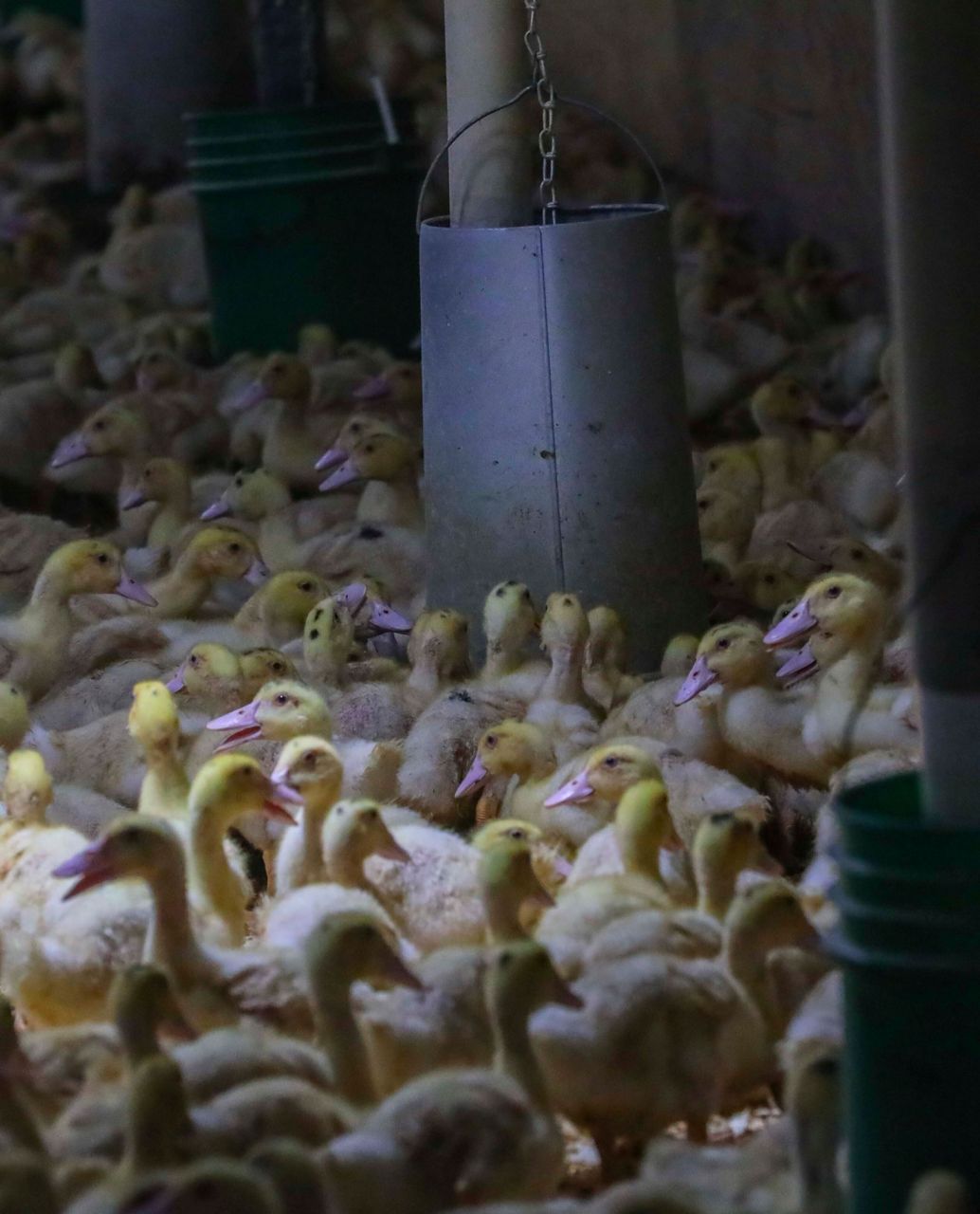 The Latest New York City passes bill banning foie gras