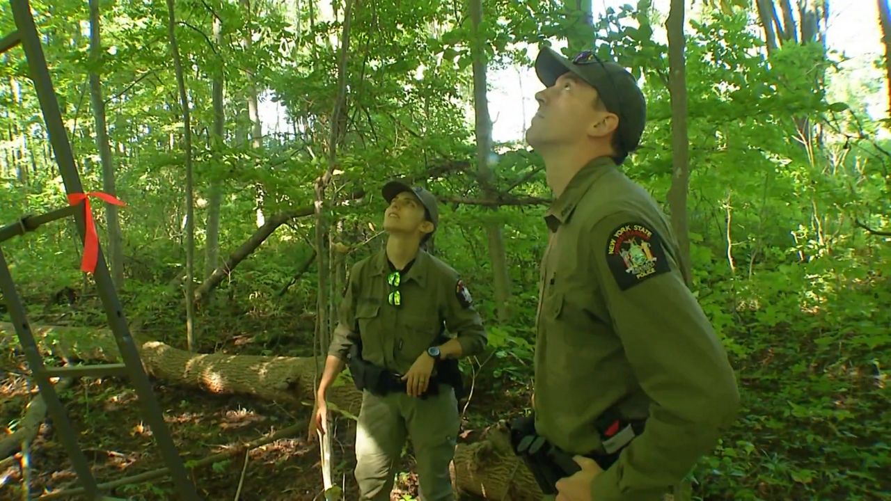 New York seeks applicants for forest ranger exam