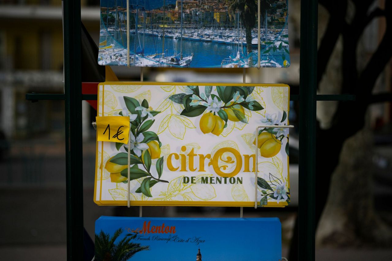 On French Riviera hillsides, the once-dominant Menton lemon gets ...