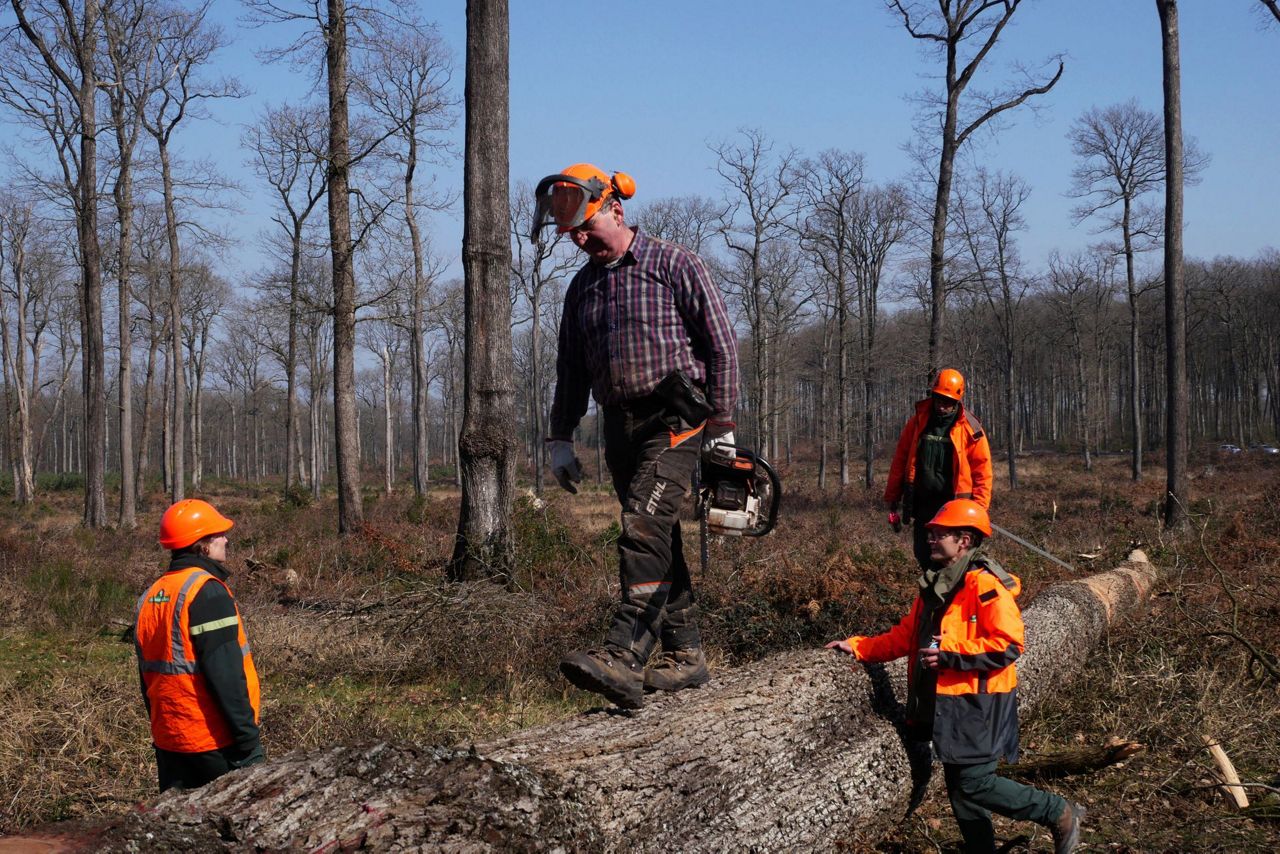Oak trees to rebuild Notre Dame's spire are felled in forest