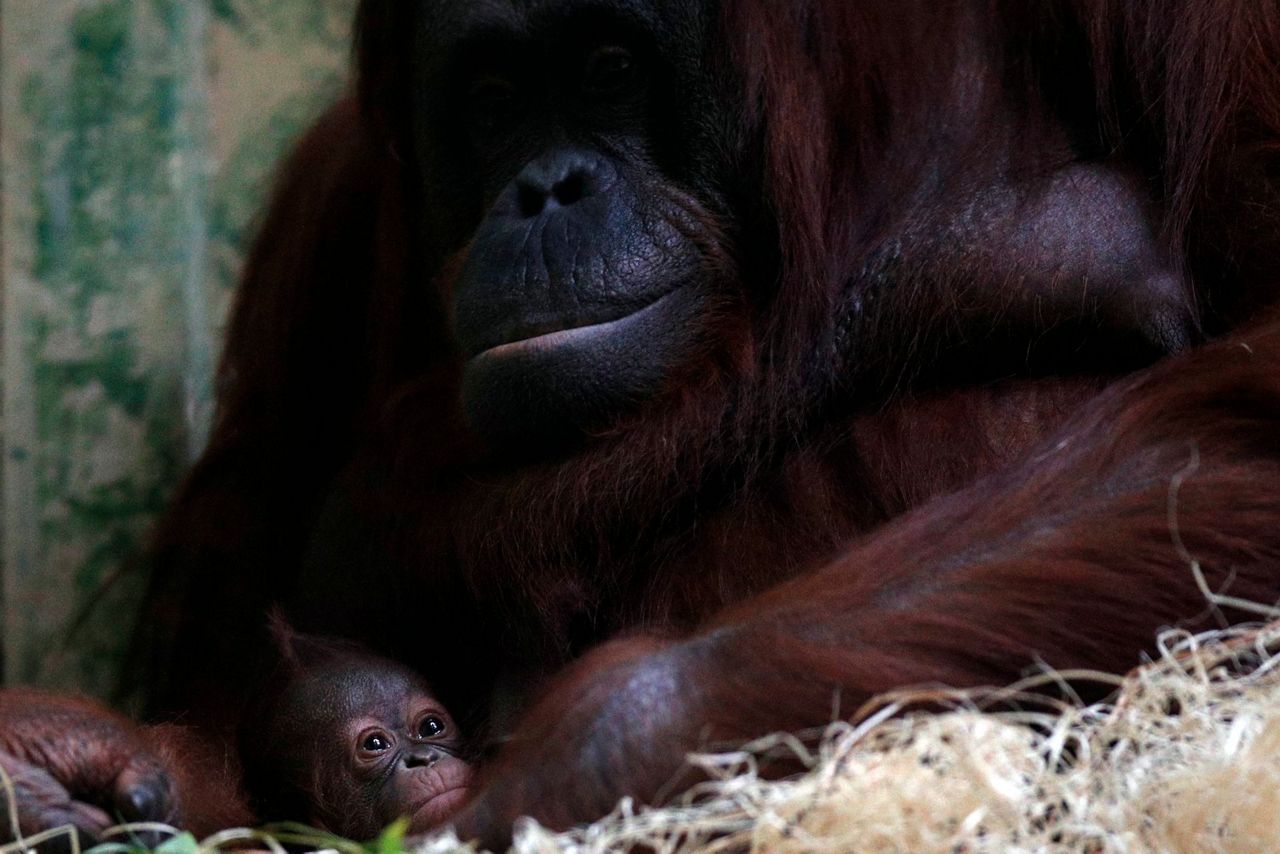 Paris zoo welcomes rare birth of endangered Orangutan