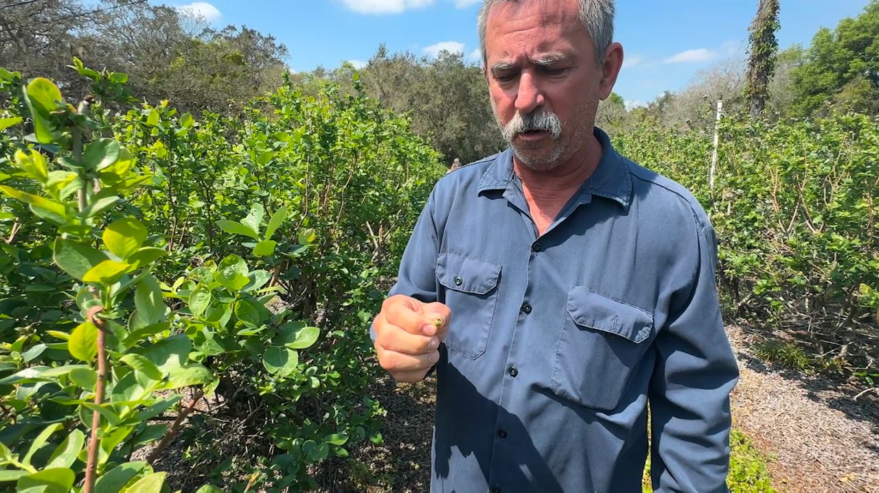 Hernando blueberry farm still feeling effects from rare winter freeze that damaged crops