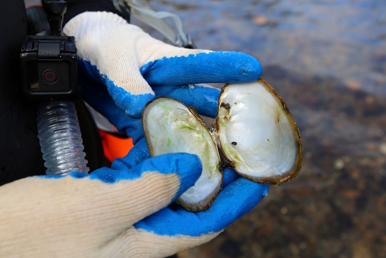 Scientists seeking cause of huge freshwater mussel dieoff