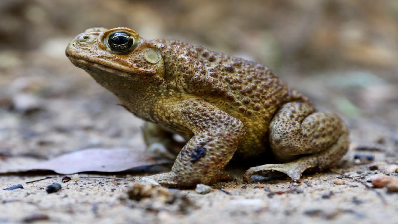 hibernating frog frozen