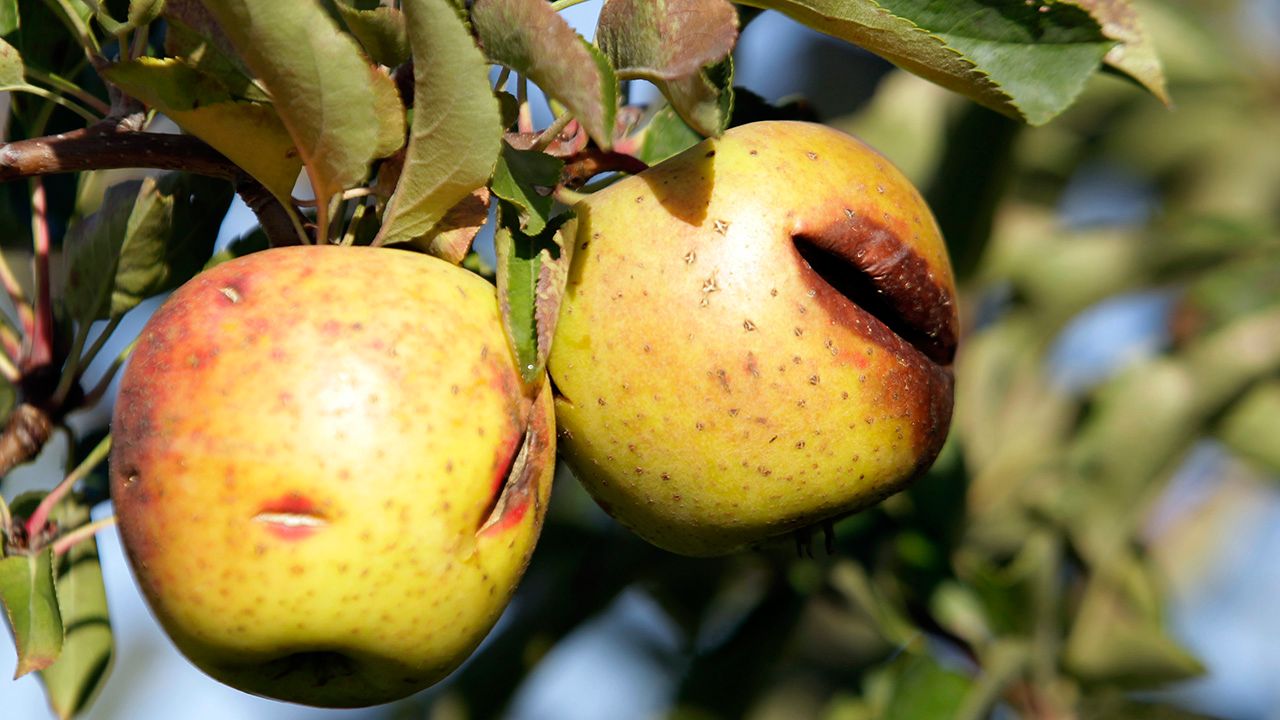 Apple flavors impacted by weather and climate
