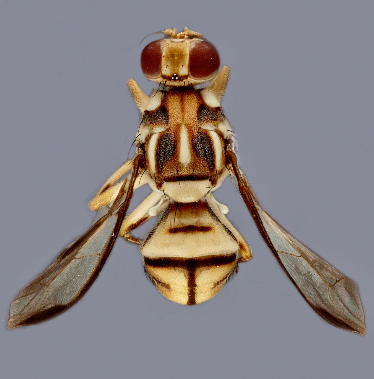 Invasive fruit flies found near LA prompt produce quarantine