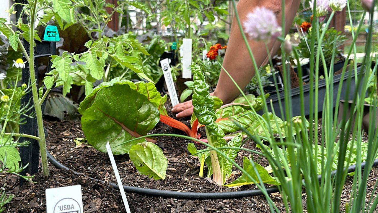 The Patio Farmer gardening