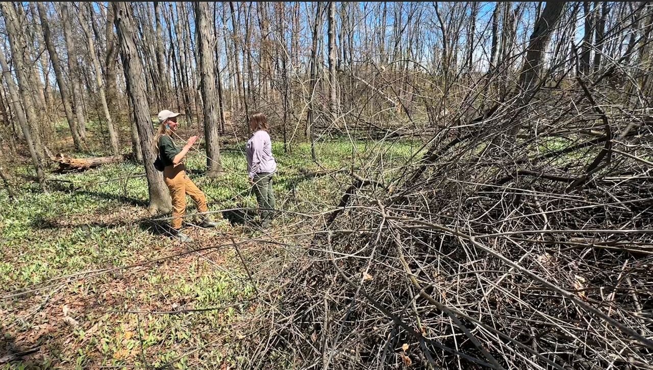 Red Smith Park is one of the areas where the Green Bay Conservation Corps has created trails and cut down invasive plants.