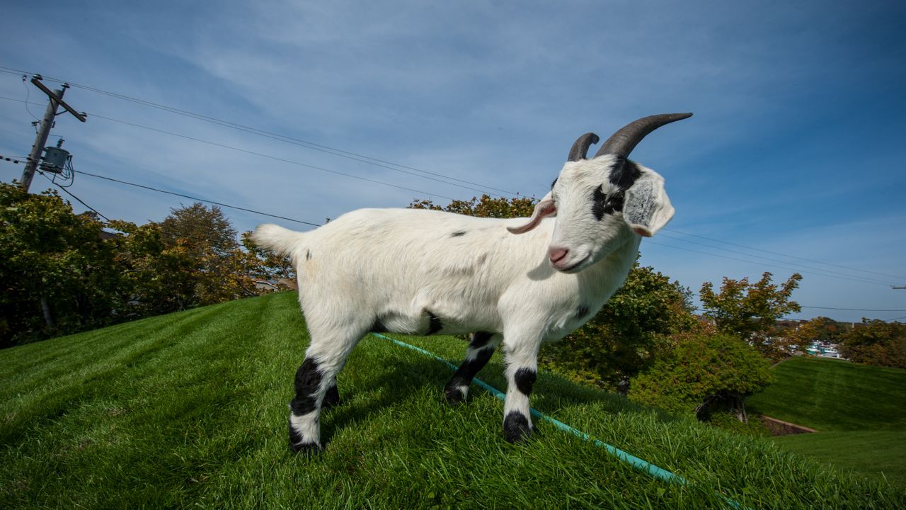 Goat on Al Johnson's Roof