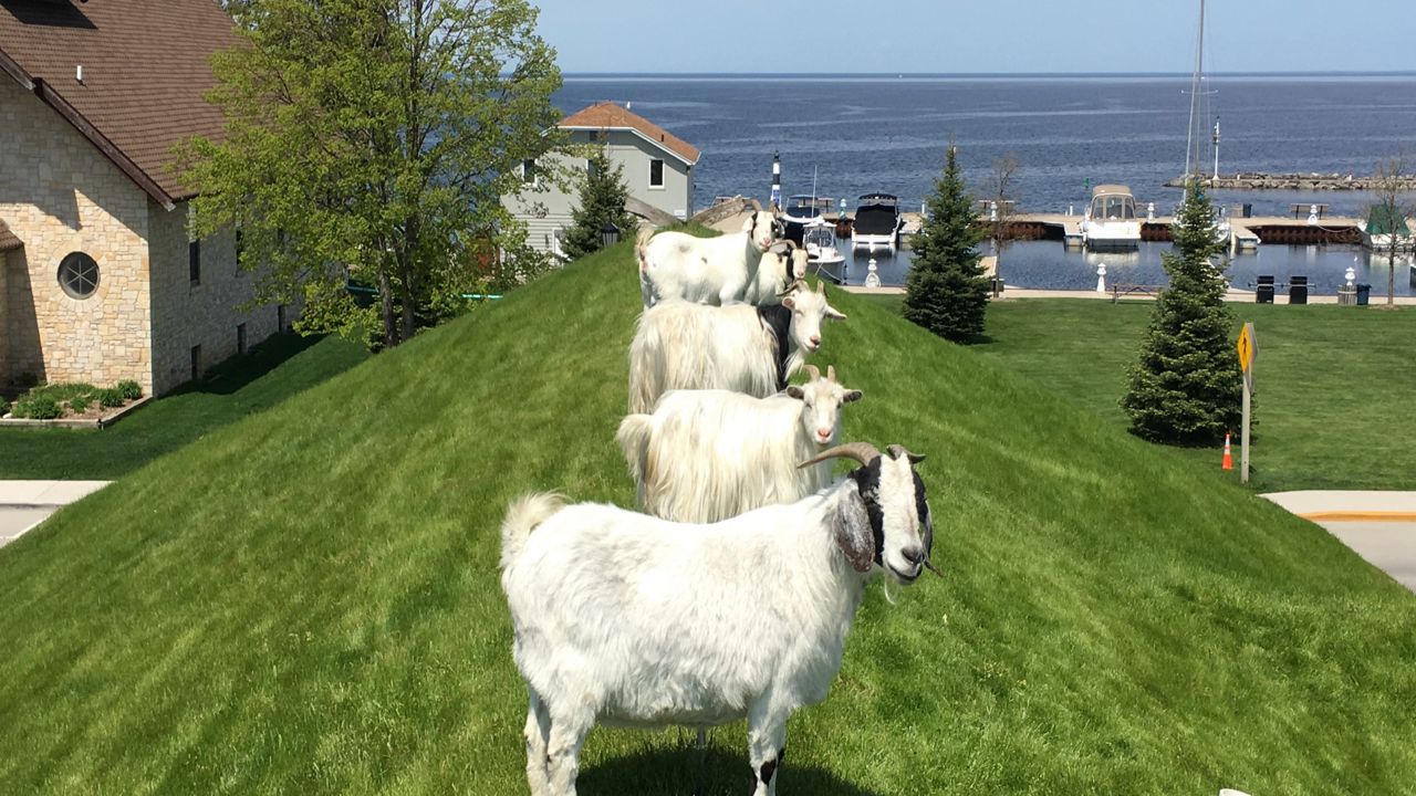GOATS_ON_ROOFTOP