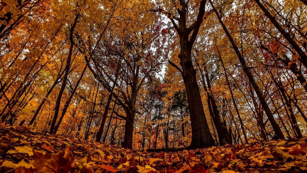 Fall leaves