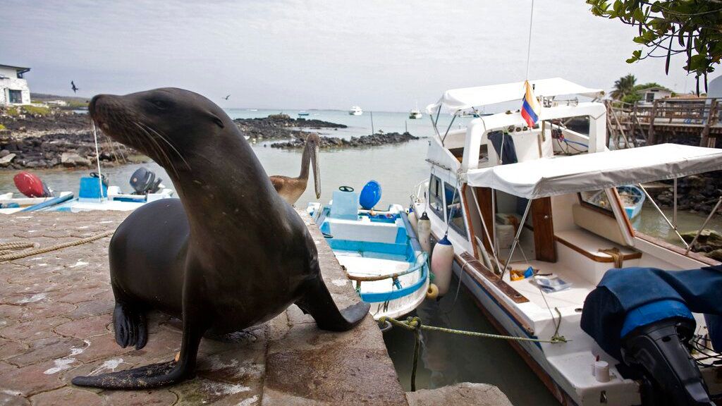 Un león marino fue captado junto a botes de pesca en Puerto Ayora, Galápagos. ARCHIVO