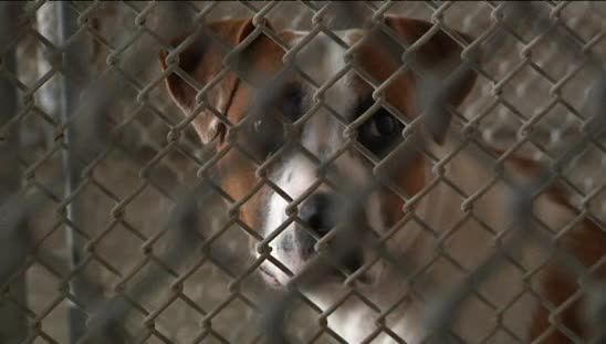 Need for Gaston County Animal Adoptions Spikes