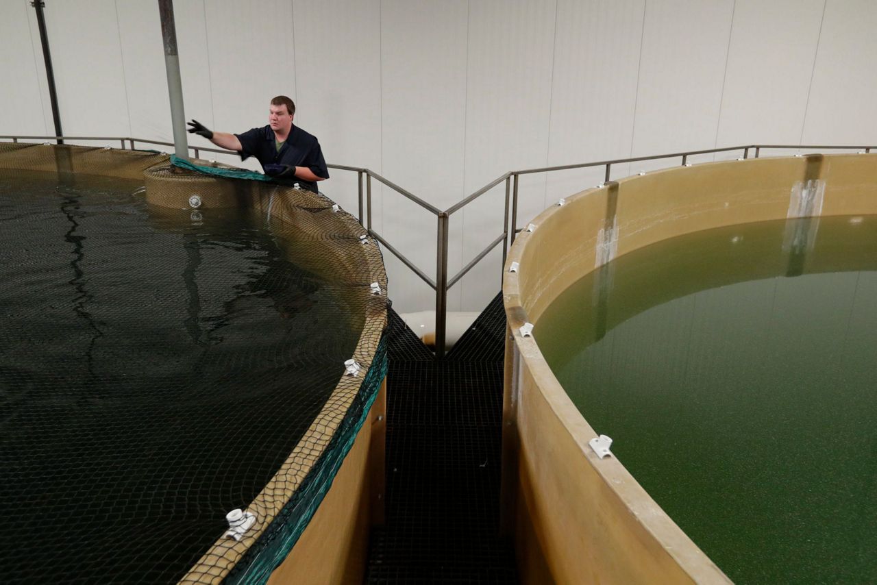 Restaurants could be 1st to get genetically modified salmon