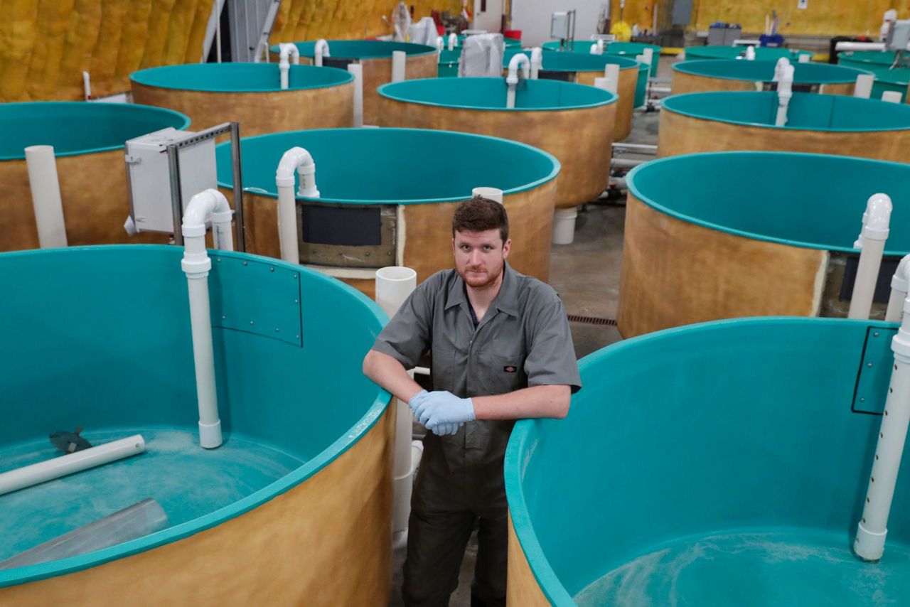 Restaurants could be 1st to get genetically modified salmon
