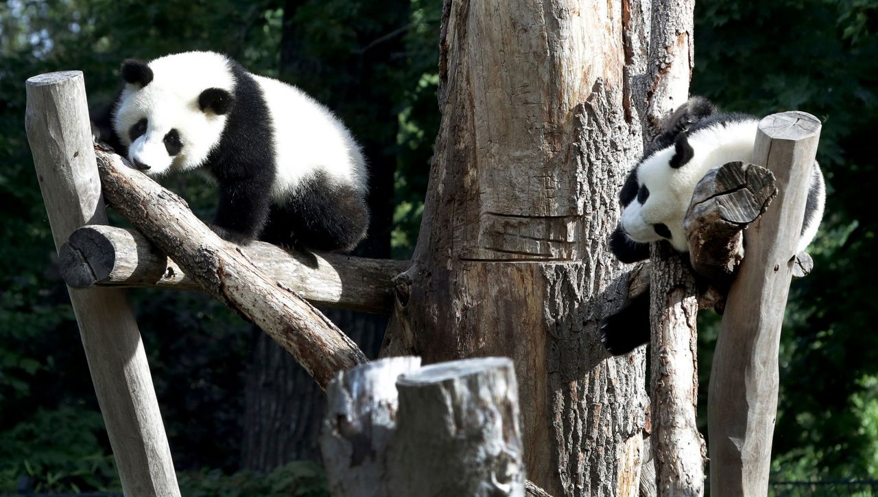 Berlin zoo's twin panda cubs celebrate 1st birthday