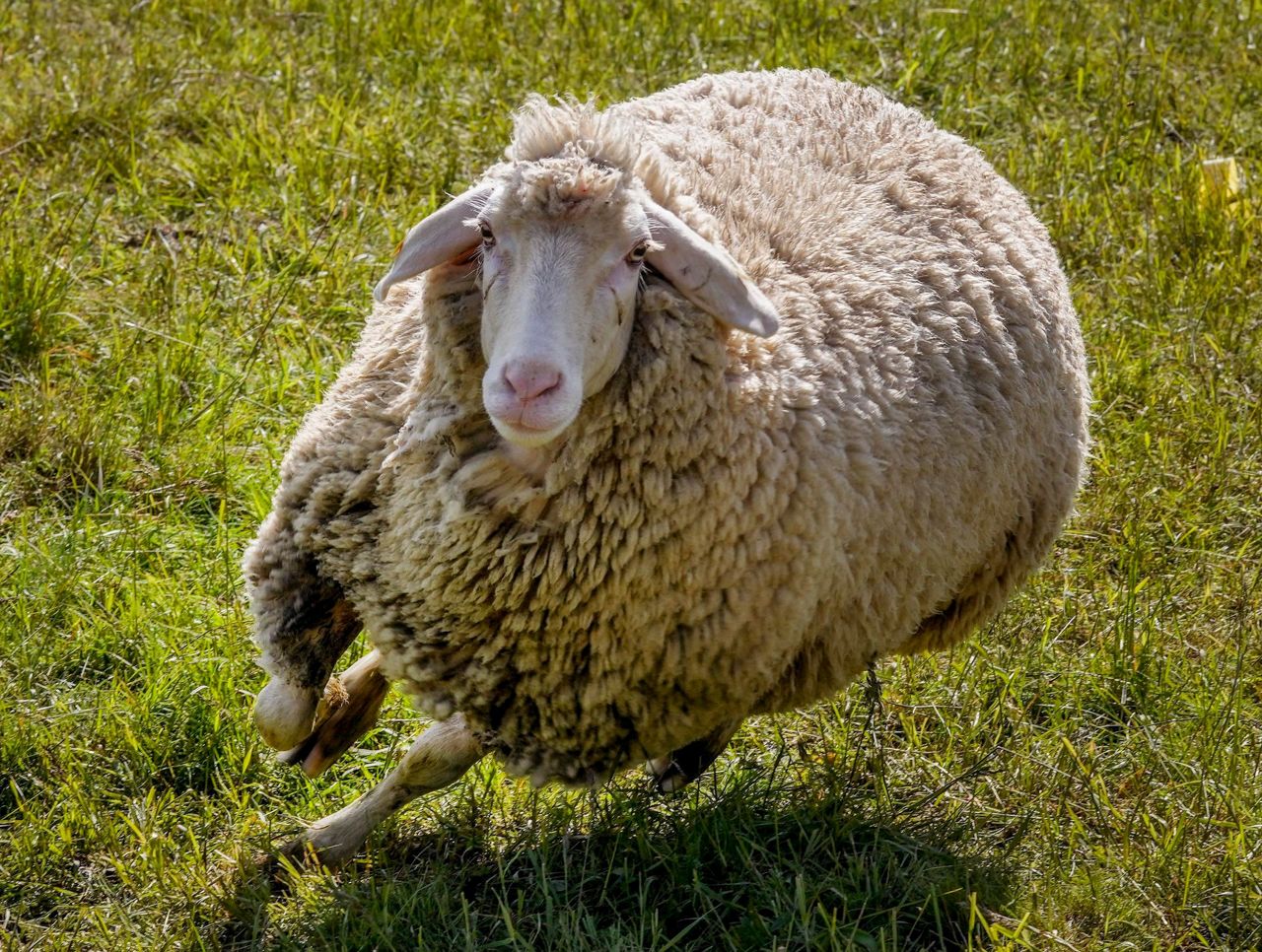 AP PHOTOS Shearing time for sheep in Germany's mountains