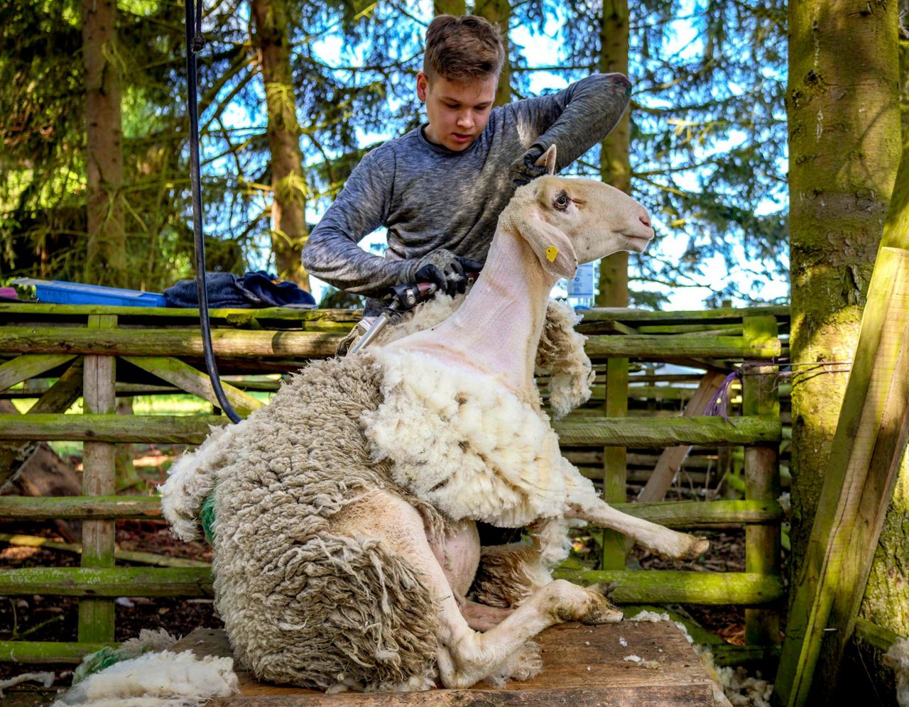 AP PHOTOS Shearing time for sheep in Germany's mountains