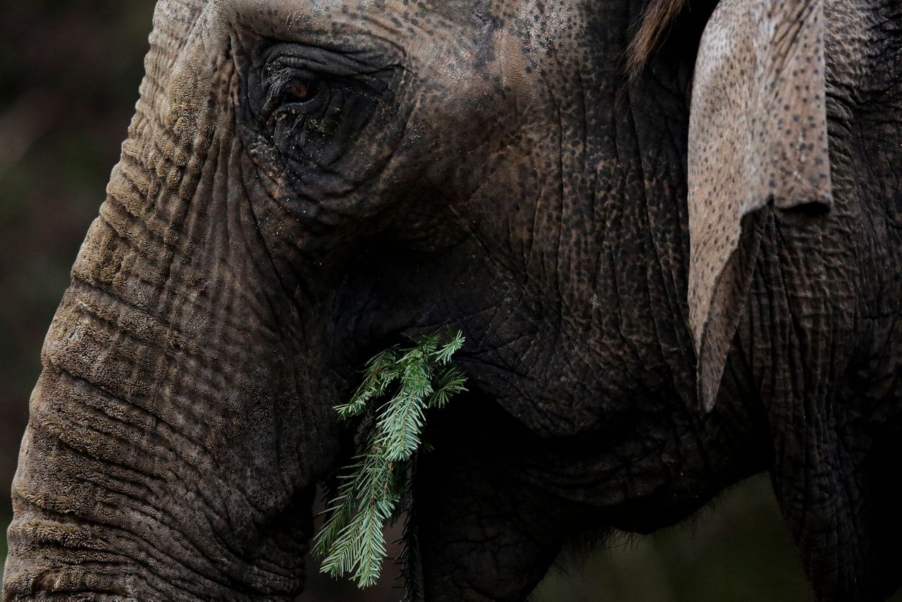 Zoo elephants eat Berlin's leftover Christmas trees