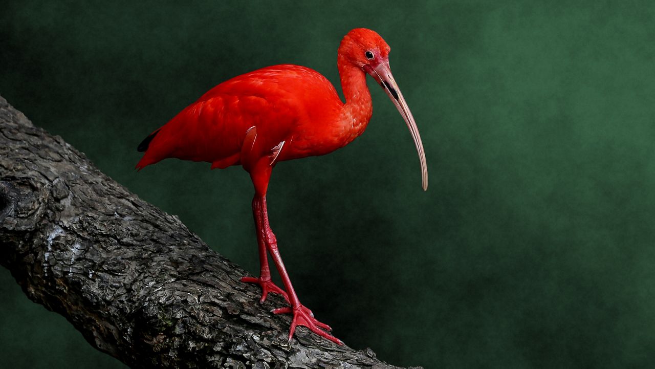 A scarlet ibis. (Getty Images)