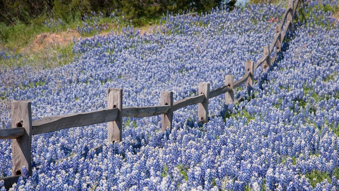 Bluebonnets cover a hill in the Texas Hill Country. (Getty Images)