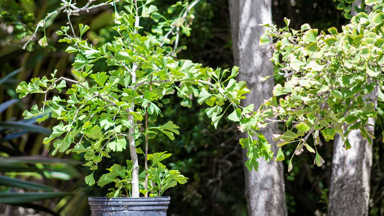 Seedling from atomic bomb survivor tree planted in San Diego